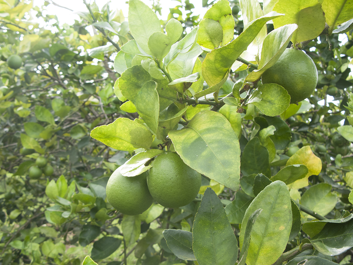 planta de naranja con HLB