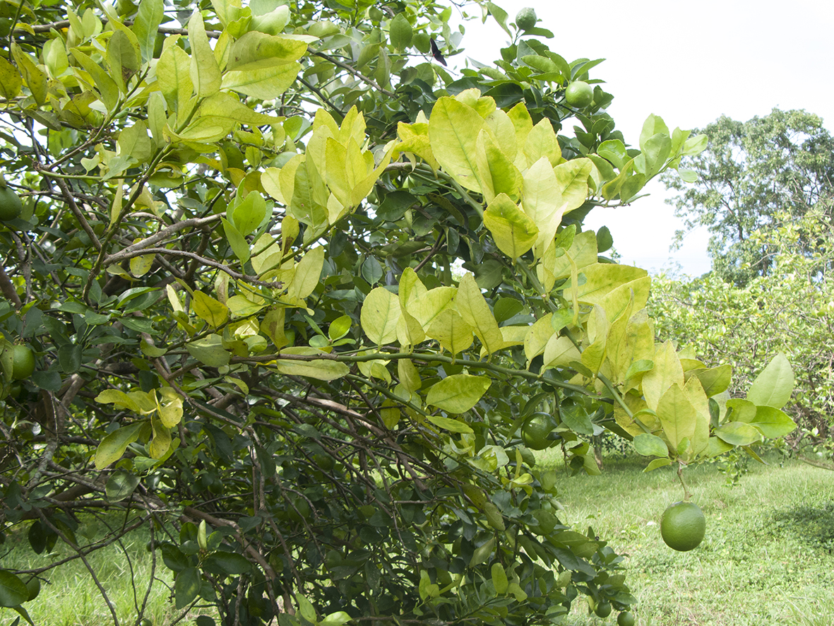 ramas citricos con HLB