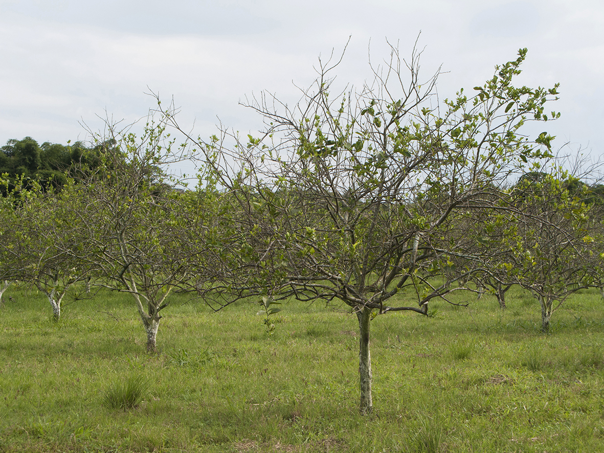 Plantación de lima persa con pérdida total de plantas a causa del HLB