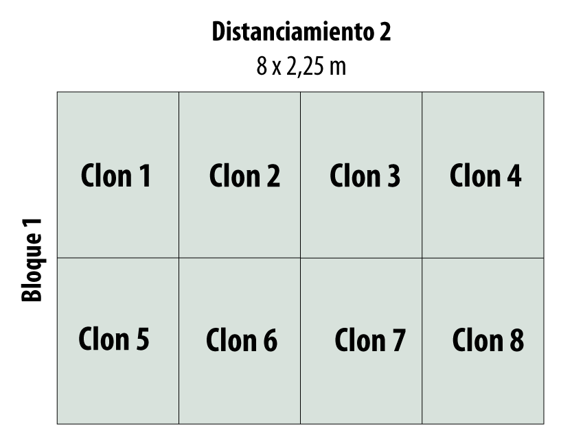 Esquema representativo del Bloque 1 para el distanciamiento 2 con 8 clones