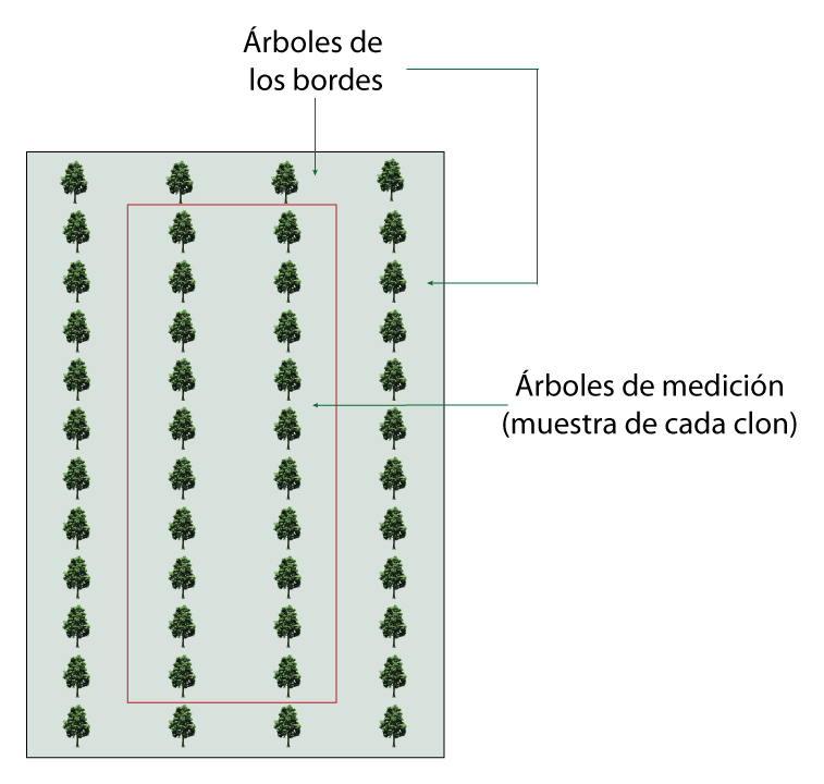 Esquema representativo de la muestra
               por clon