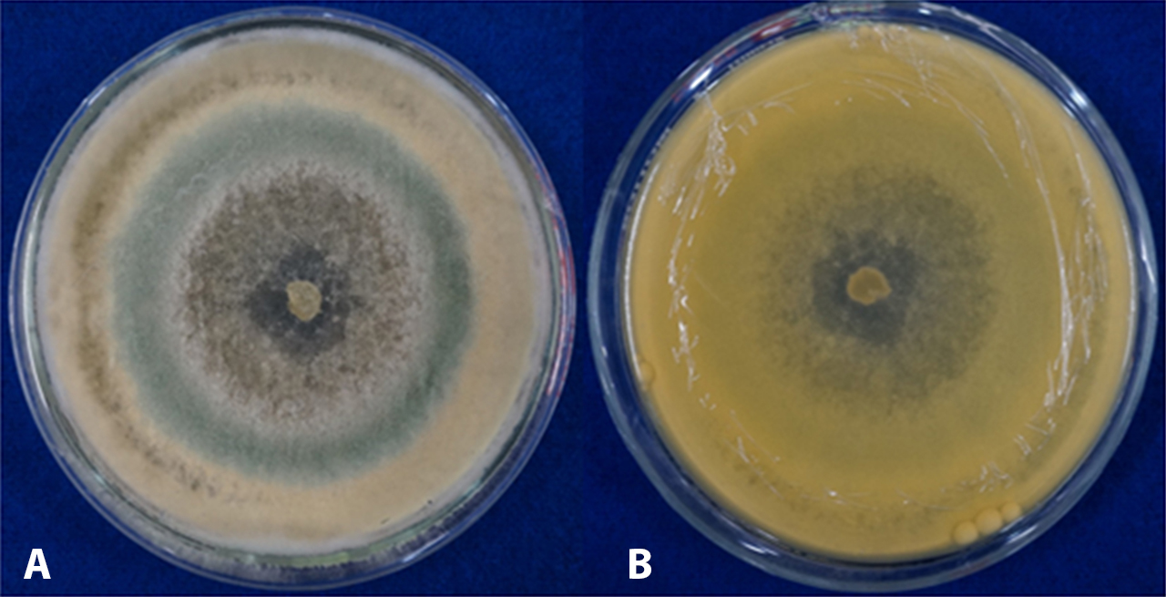 trichoderma