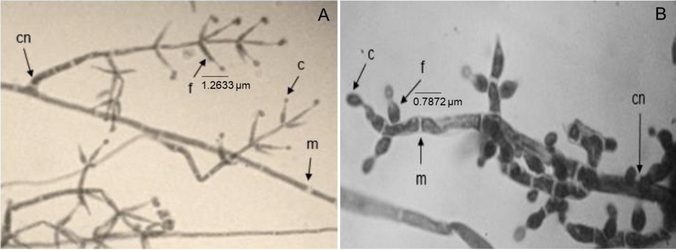 fiálides Trichoderma