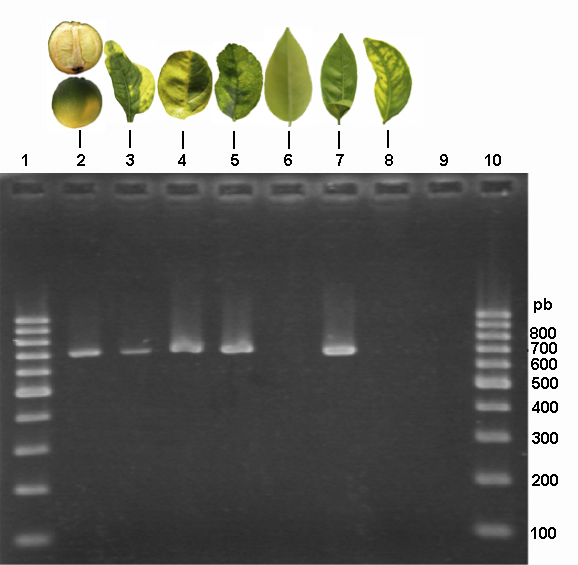 PCR gel