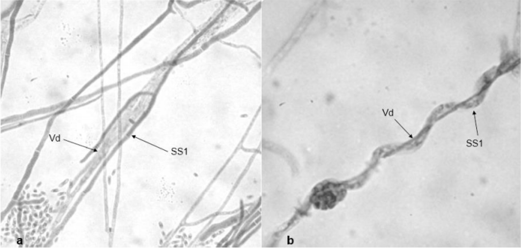 Micoparasitismo T. tomentosum