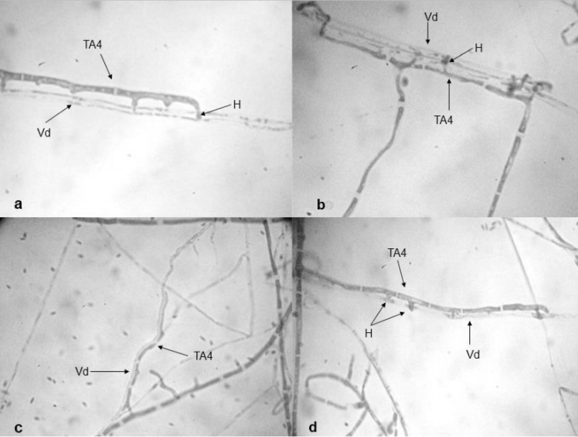 Micoparasitismo T.harzianum