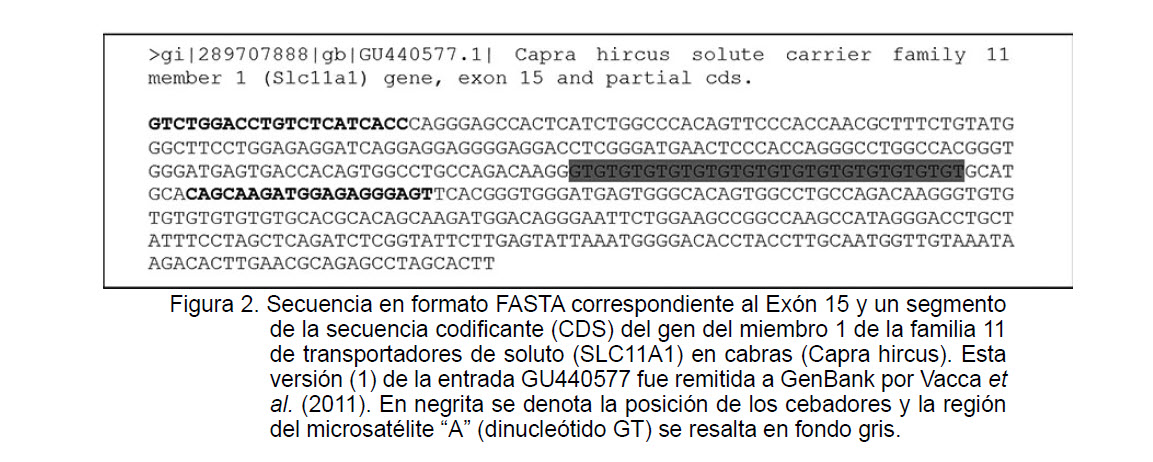 Secuencia del Exón 15 del gen SLC11a1